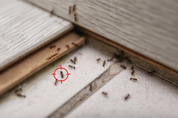 Best Pest Control for Homes  in Concordia, KS