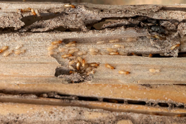 Best Pest Removal Services  in Concordia, KS